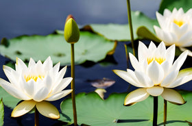Seeds Of Strength lotus seeds ready for sunny aquatic environments