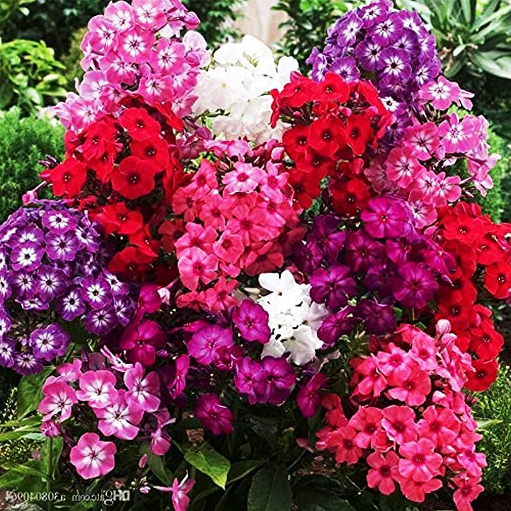 Indoor seed-starting tray with Seeds Of Strength phlox for early blooms.