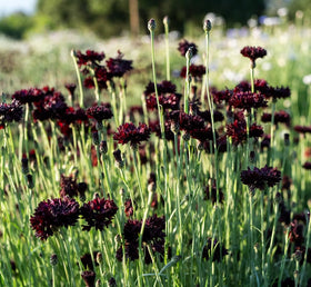 Indoor seed starting setup for Black Cornflower