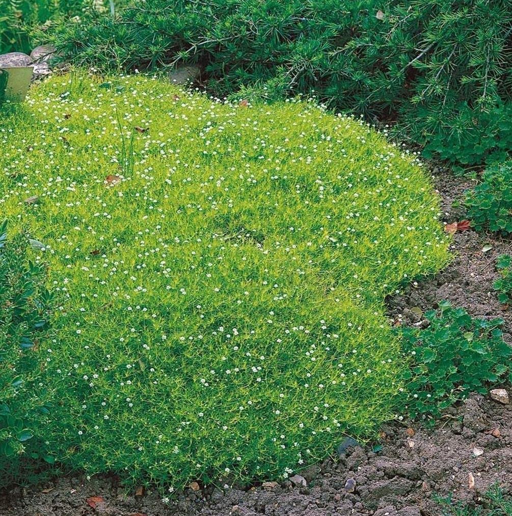 Dense emerald foliage from Seeds Of Strength Irish Moss forms a soft, walkable carpet.