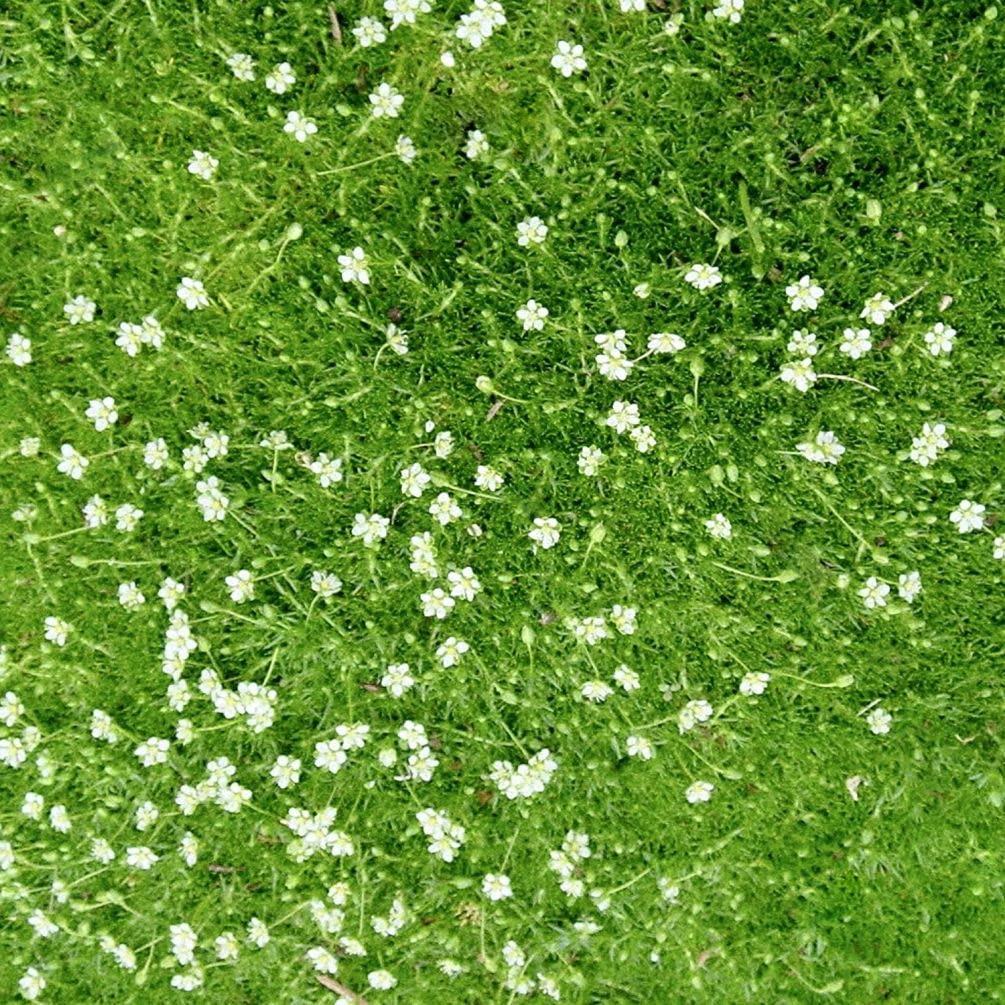 Seeds Of Strength Irish Moss germination showing quick emerald sprouts for fast ground cover.