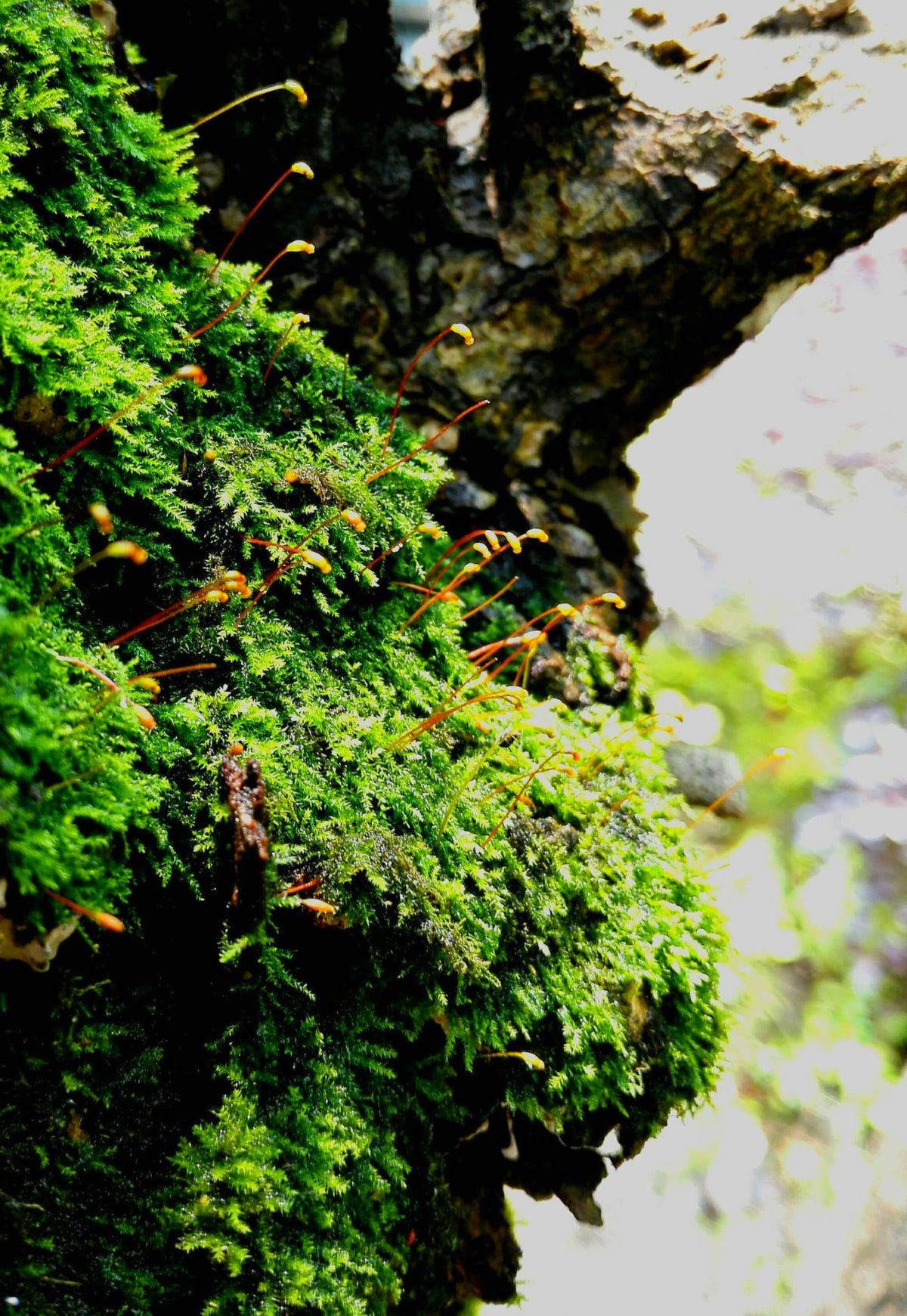 Seeds Of Strength Irish Moss seeds seed packet showing easy ground cover.