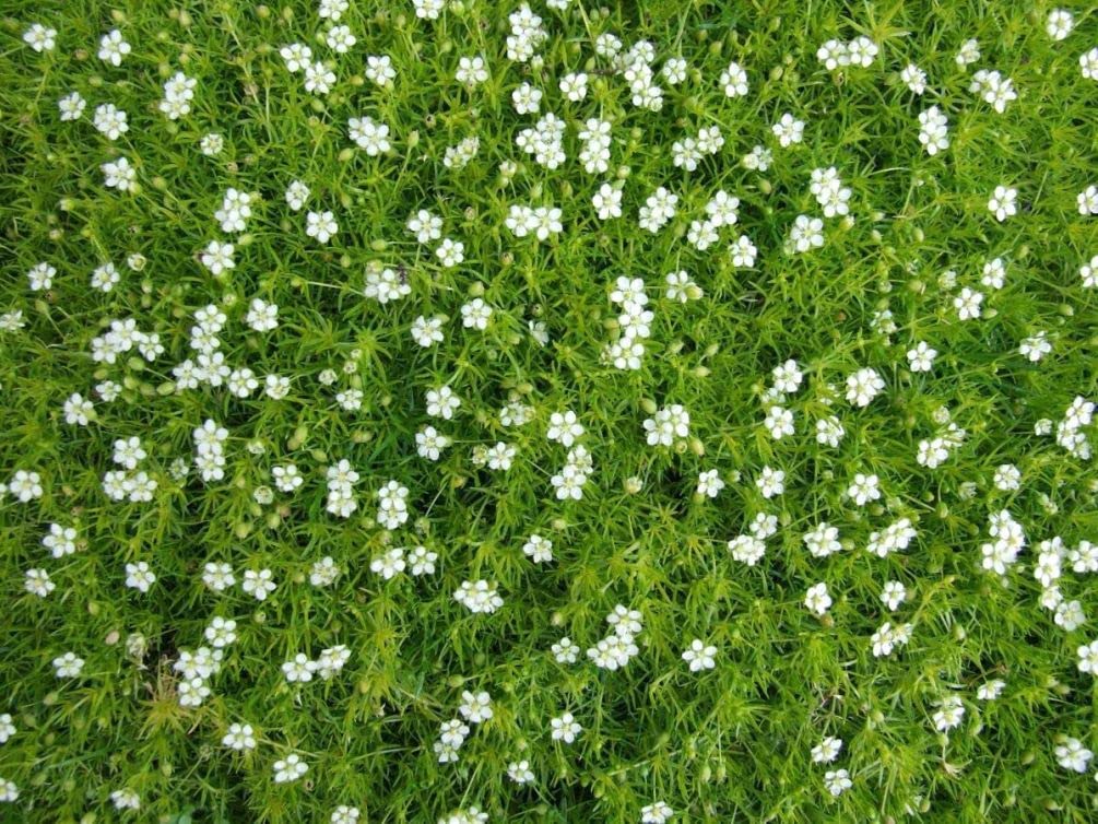 Lawn-substitute potential: Seeds Of Strength Irish Moss supports light foot traffic.