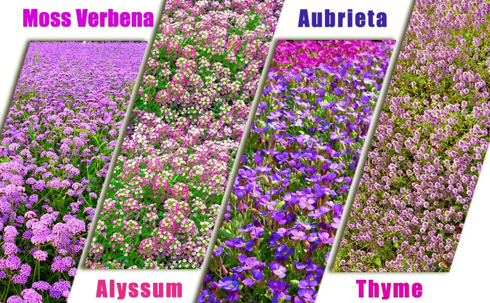 Overall garden scene: Seeds Of Strength four-variety mix spreading to cover lawns.