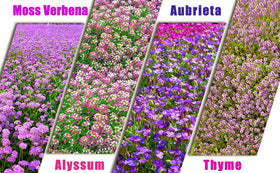 Overall garden scene: Seeds Of Strength four-variety mix spreading to cover lawns.