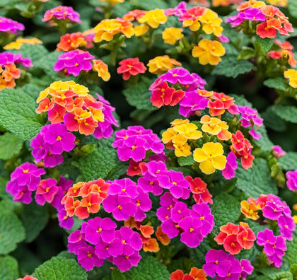 Seeds Of Strength lantana seeds display colorful blooms for a vibrant summer garden