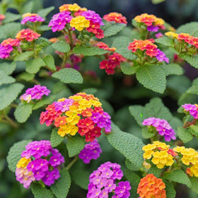 Seeds Of Strength lantana seeds suited for beds, borders, or containers for versatile color