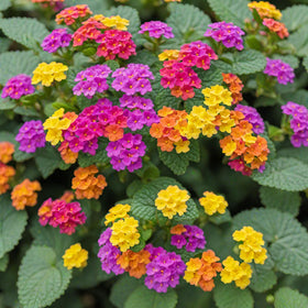 Seeds Of Strength lantana seeds thrive in heat and drought once established