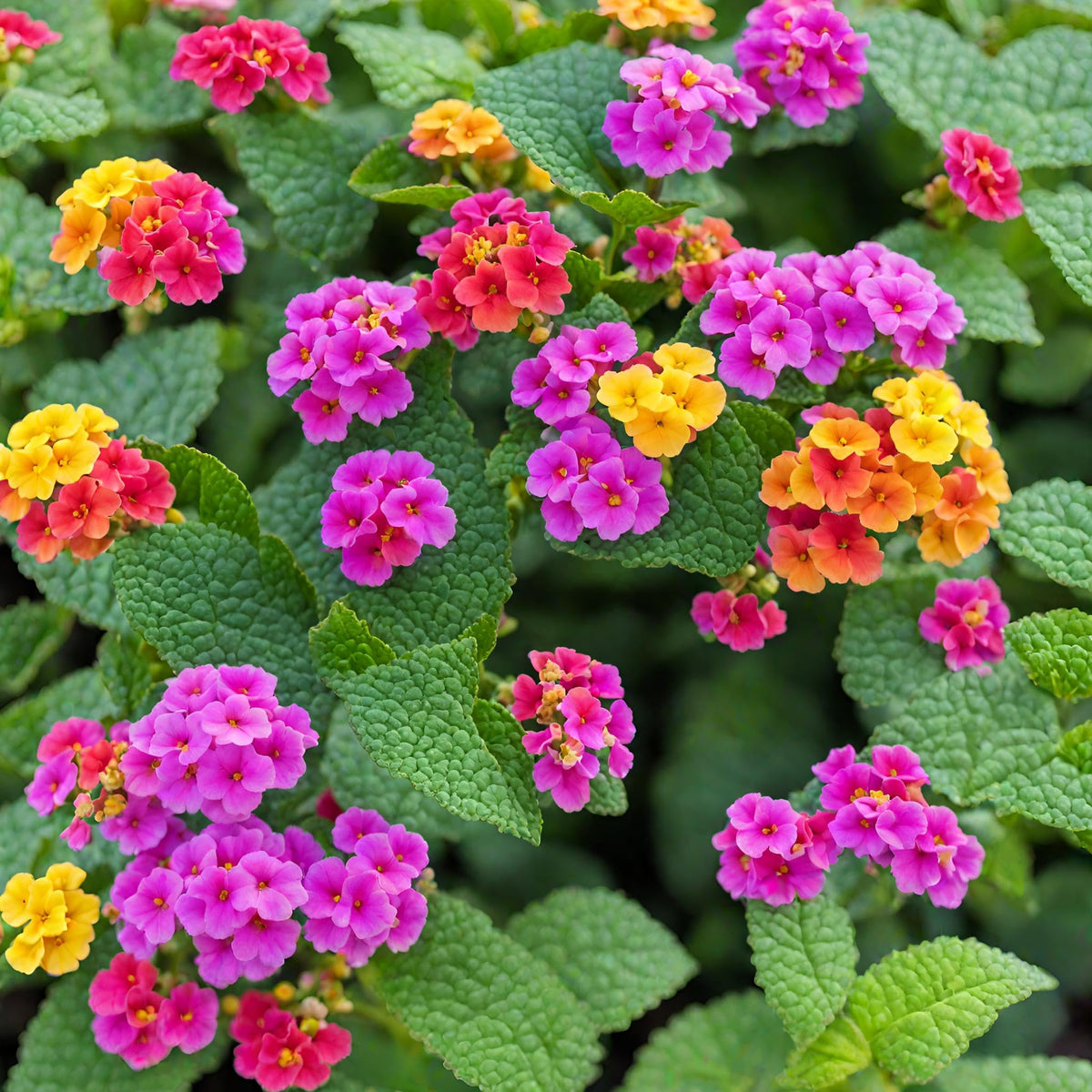 Seeds Of Strength lantana seeds promise a long blooming season for sustained color