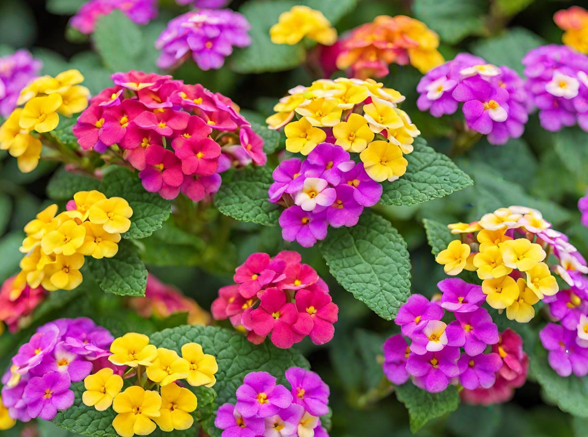 Seeds Of Strength lantana seeds attract butterflies and bees for a lively ecosystem