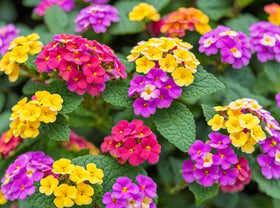 Seeds Of Strength lantana seeds attract butterflies and bees for a lively ecosystem
