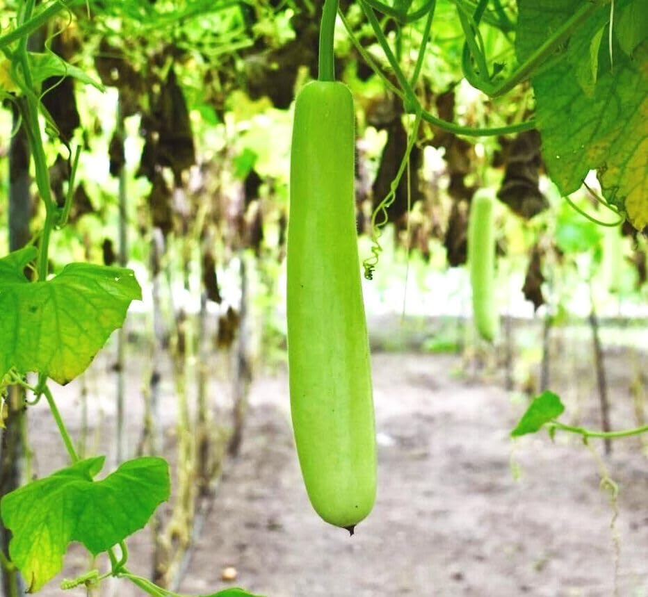 Lauki plants thrive with full sun and consistent moisture using Seeds Of Strength.