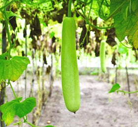 Lauki plants thrive with full sun and consistent moisture using Seeds Of Strength.
