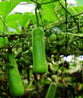 Harvest young Lauki fruits after 55–70 days with Seeds Of Strength guidance.