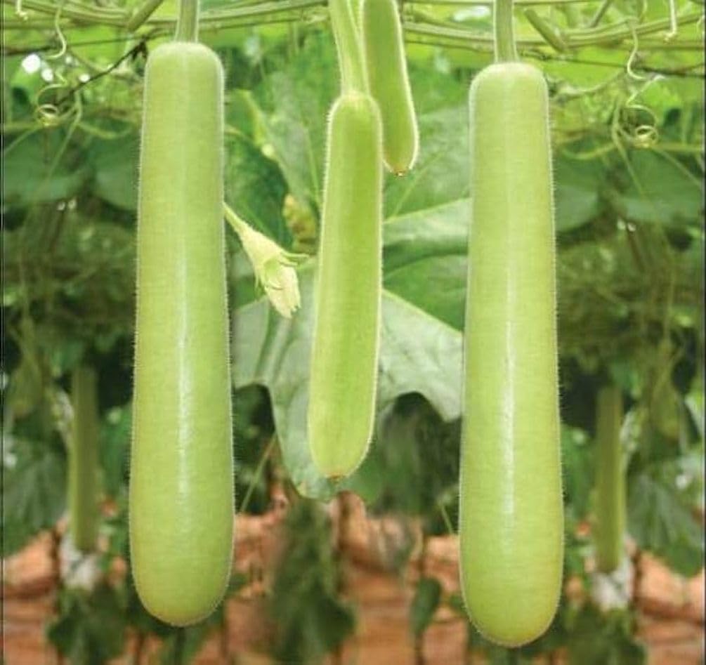 Plant Lauki seeds 1 inch deep for solid establishment with Seeds Of Strength.