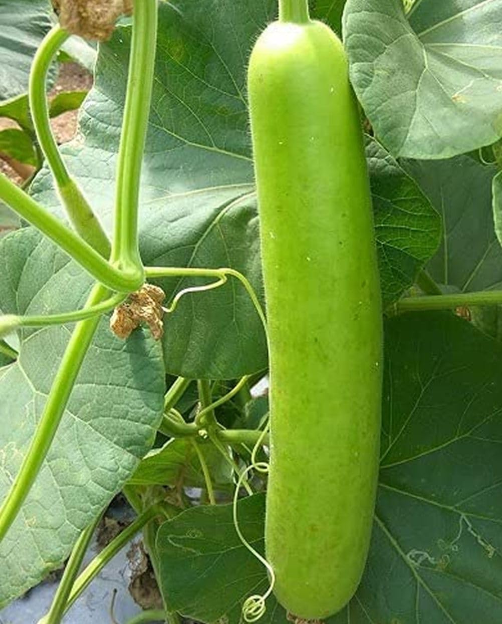 Lauki vines spaced 12 inches apart under Seeds Of Strength care for space efficiency.