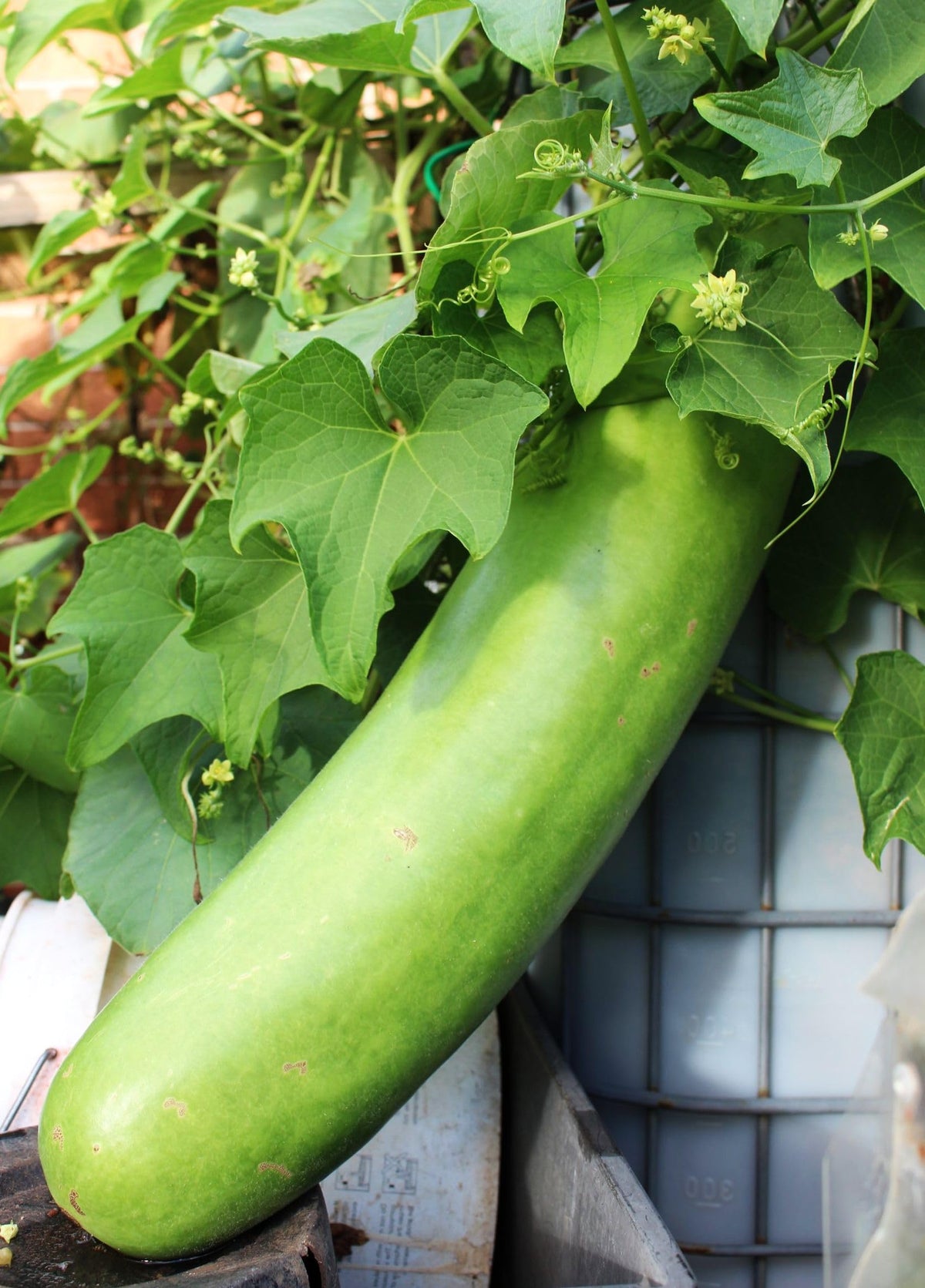 Vines climb a sturdy trellis with Seeds Of Strength Lauki seeds.