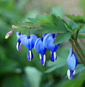 Seeds Of Strength lavender-hued bleeding-heart blooms add color to containers and borders.