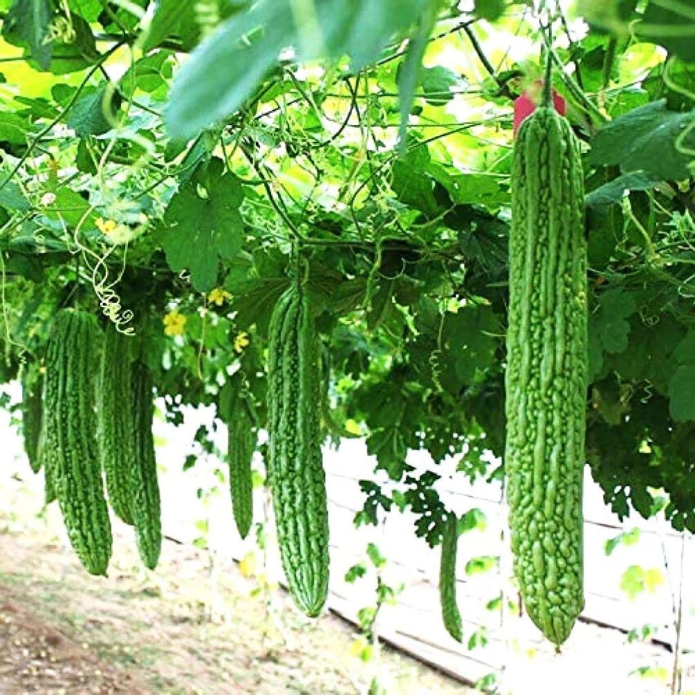 Seeds Of Strength leaves harvest for Southeast Asian delicacy and flavorful dishes.