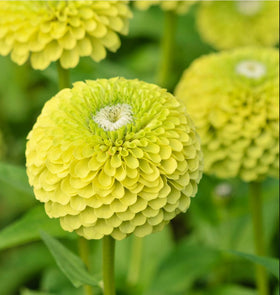 Close-up of lime-green zinnia blooms ideal for fresh-cut bouquets.