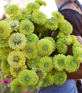 Seeds Of Strength zinnia bouquet-ready stems for bright arrangements.