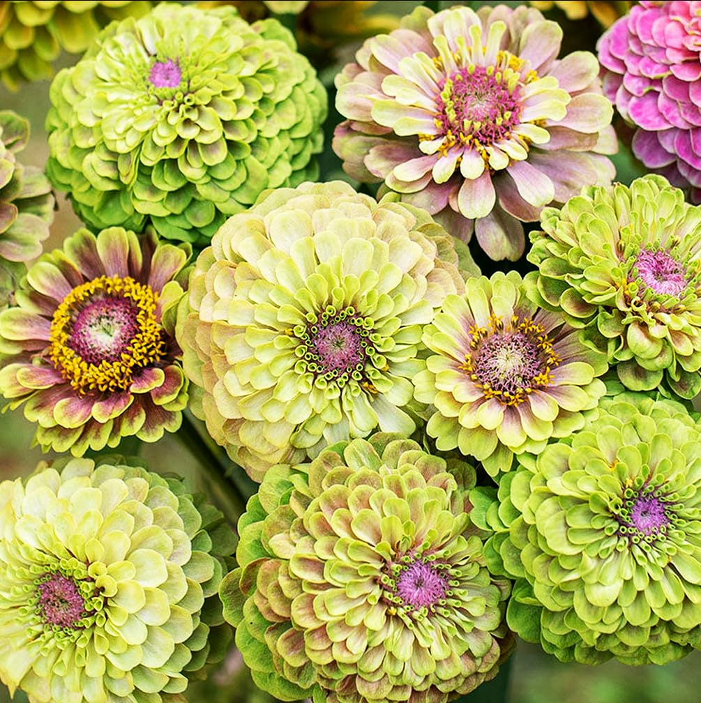 Garden-grown lime-green zinnia plants thriving in sunny beds.