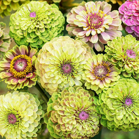 Garden-grown lime-green zinnia plants thriving in sunny beds.