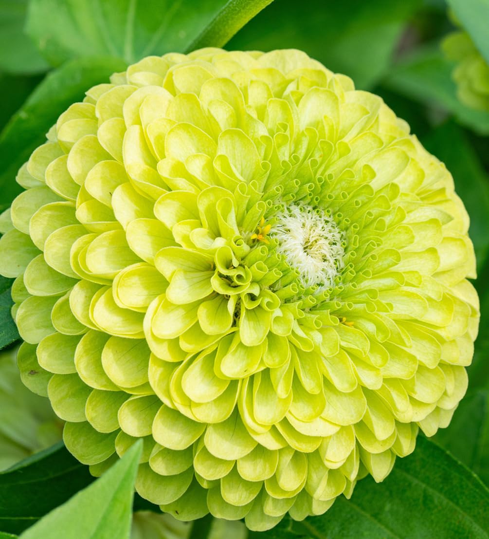 Pollinator-friendly lime-green zinnia attracting butterflies and bees.