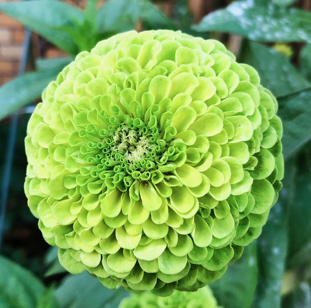 Fast germination: lime-green zinnia blooms in 8-10 weeks.