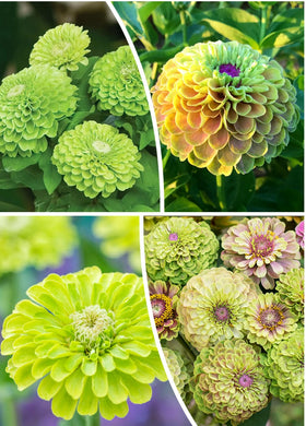 Seeds Of Strength lime-green zinnia seed pack, vibrant color for sunny borders.