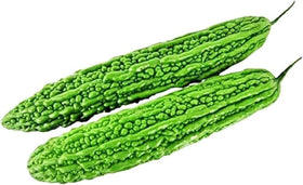 Seeds Of Strength long green bitter melon fruits, ready for fresh harvest.