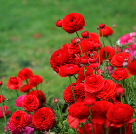 Seeds Of Strength long-lasting blooms provide color through seasons with proper care.