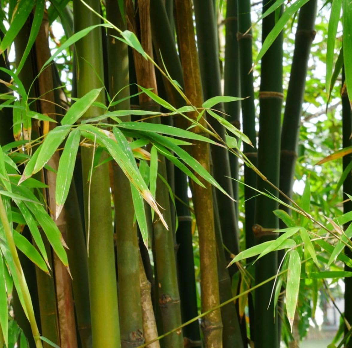 Seeds Of Strength mature bamboo culms with dramatic tropical appeal.