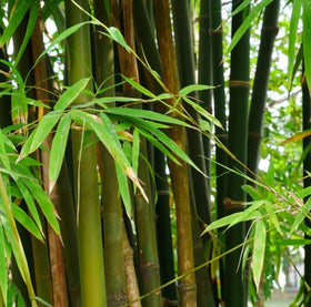 Seeds Of Strength mature bamboo culms with dramatic tropical appeal.