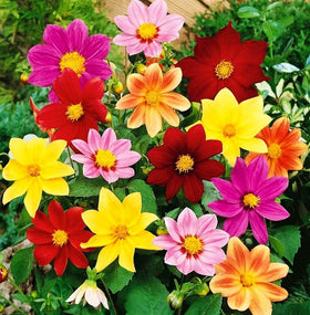 Seeds Of Strength mini dahlia pompon blooms emerge from year one with sturdy stems