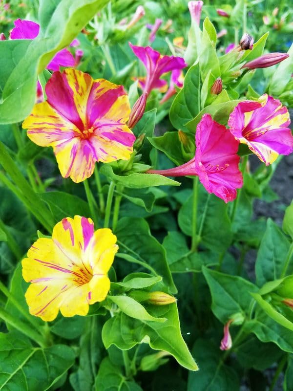Seeds Of Strength mirabilis jalapa evening bloom featuring fragrant blossoms attracting pollinators.