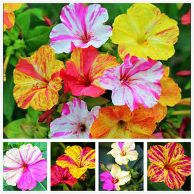 Seeds Of Strength mixed four o’clock seeds pack with vibrant colors for borders.
