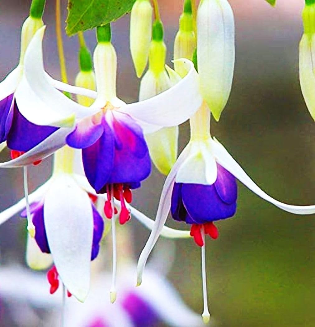 Seeds Of Strength mixed-fuchsia bonsai seedlings showing early growth for indoor displays.