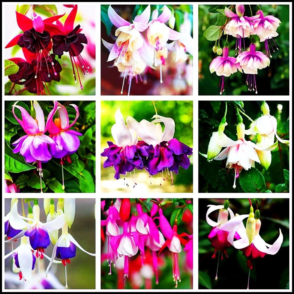 Seeds Of Strength mixed-fuchsia seeds packaging depicted for easy gifting and ready planting.