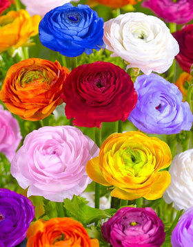 Seeds Of Strength ranunculus blooms provide weeks of color in any space.