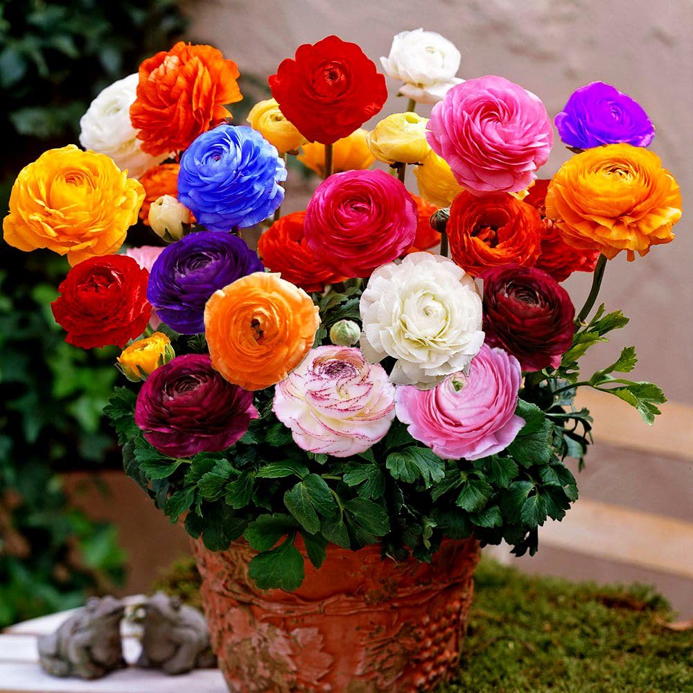 Seeds Of Strength ranunculus bulbs show peony-like petals for elegant containers.