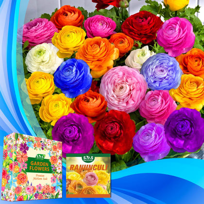 Seeds Of Strength mixed ranunculus bulbs create rainbow blooms for borders.