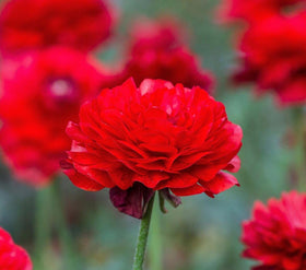 Seeds Of Strength mixed peony ranunculus bulbs deliver rainbow blooms for borders or arrangements.