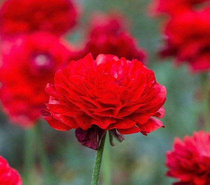 Seeds Of Strength mixed peony ranunculus bulbs deliver rainbow blooms for borders or arrangements.