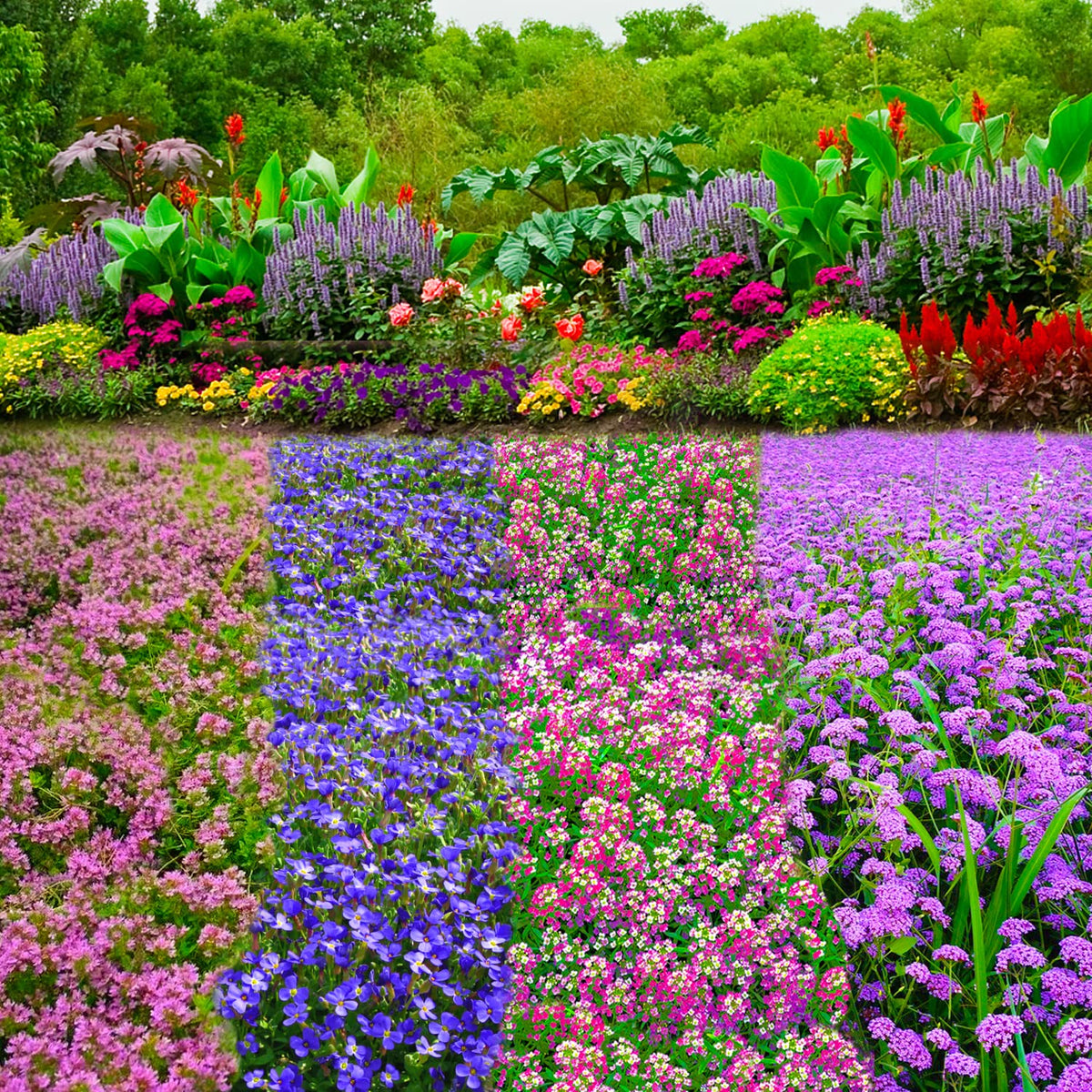 Moss Verbena shoots in Seeds Of Strength mix create dense landscape texture.