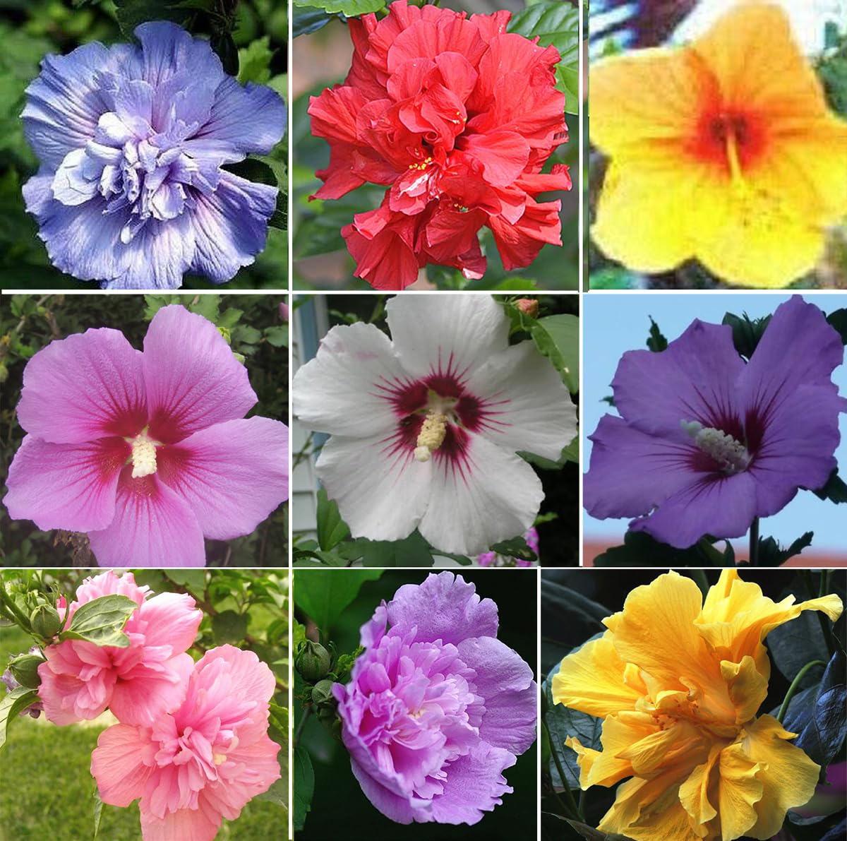Seeds Of Strength multicolor hibiscus seeds pack — vibrant blooms for colorful borders.