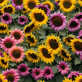 Seeds Of Strength multicolor sunflower display brightens garden beds with cheerful focal points
