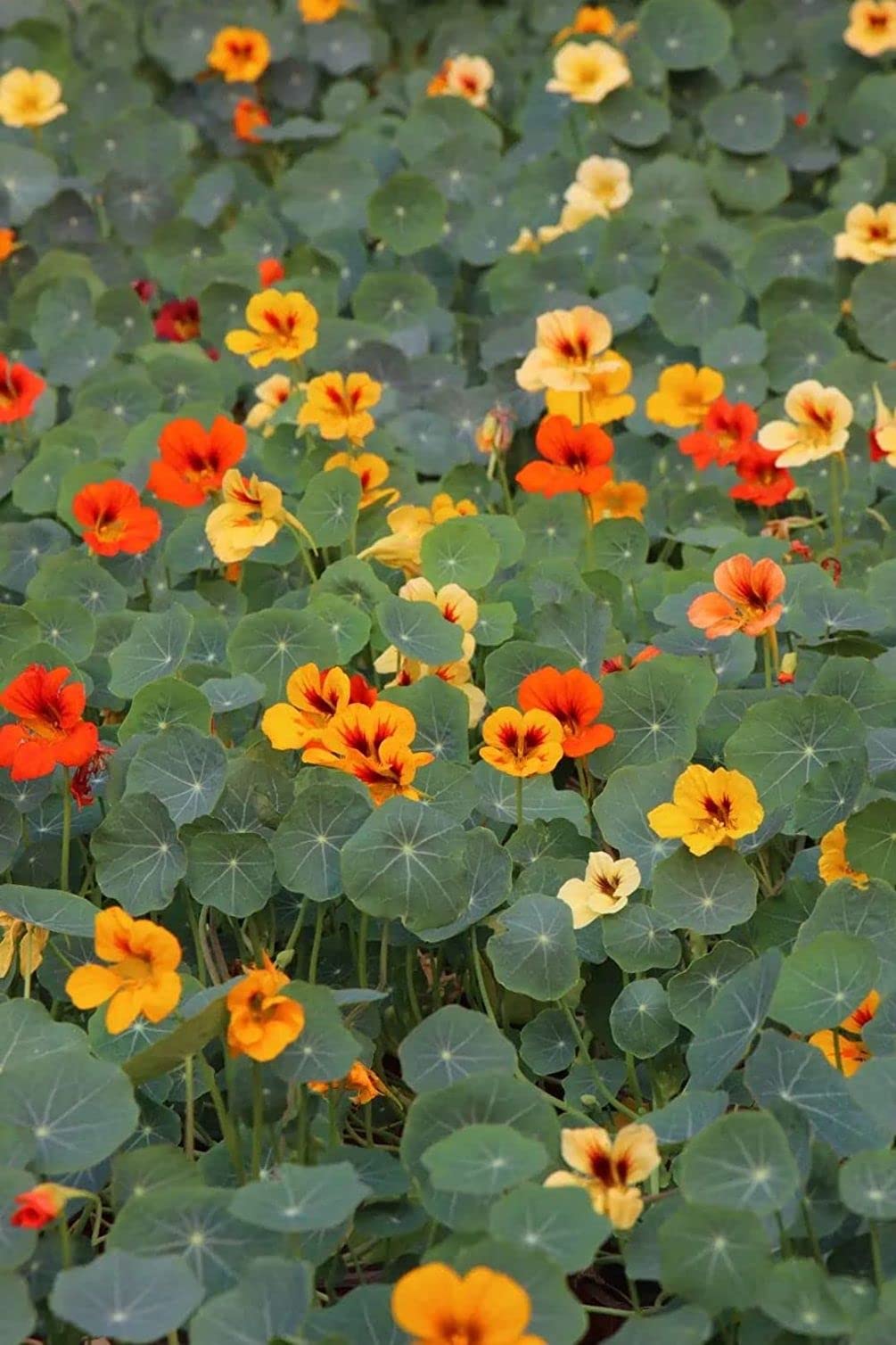 Seeds Of Strength direct sow in garden for quick color bursts