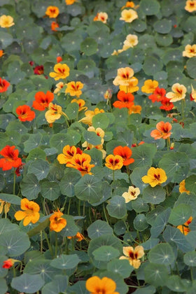 Seeds Of Strength direct sow in garden for quick color bursts