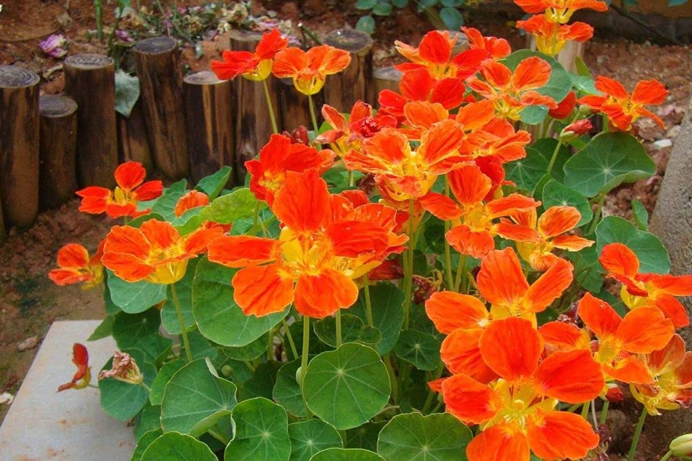 Seeds Of Strength nasturtium garden flowers blooming in a sunny bed